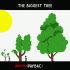 iBoro (Paybac) - The Biggest Tree